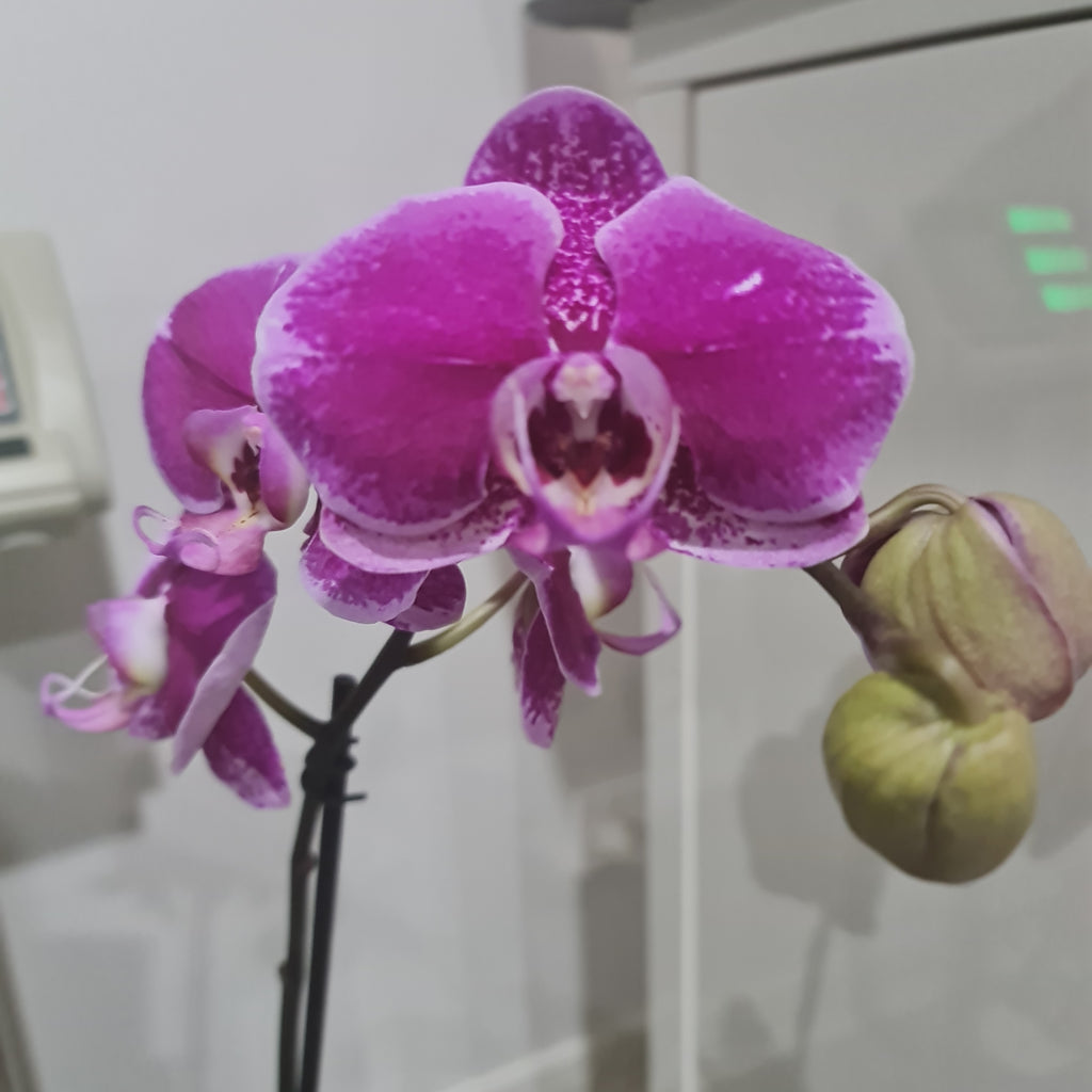 PACK OF 2 FLOWERING PHALAENOPSIS (SPECIAL)
