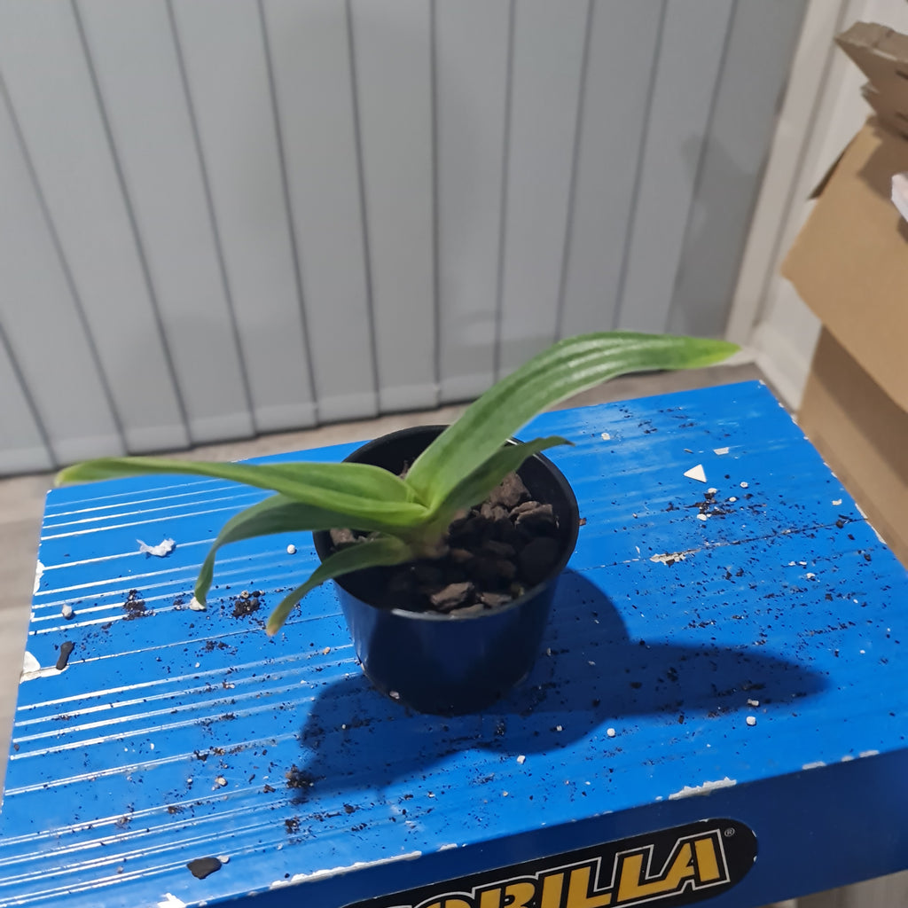 Paph California Girl 'Foxy Lady' x Paph Winesap 'Cidre'