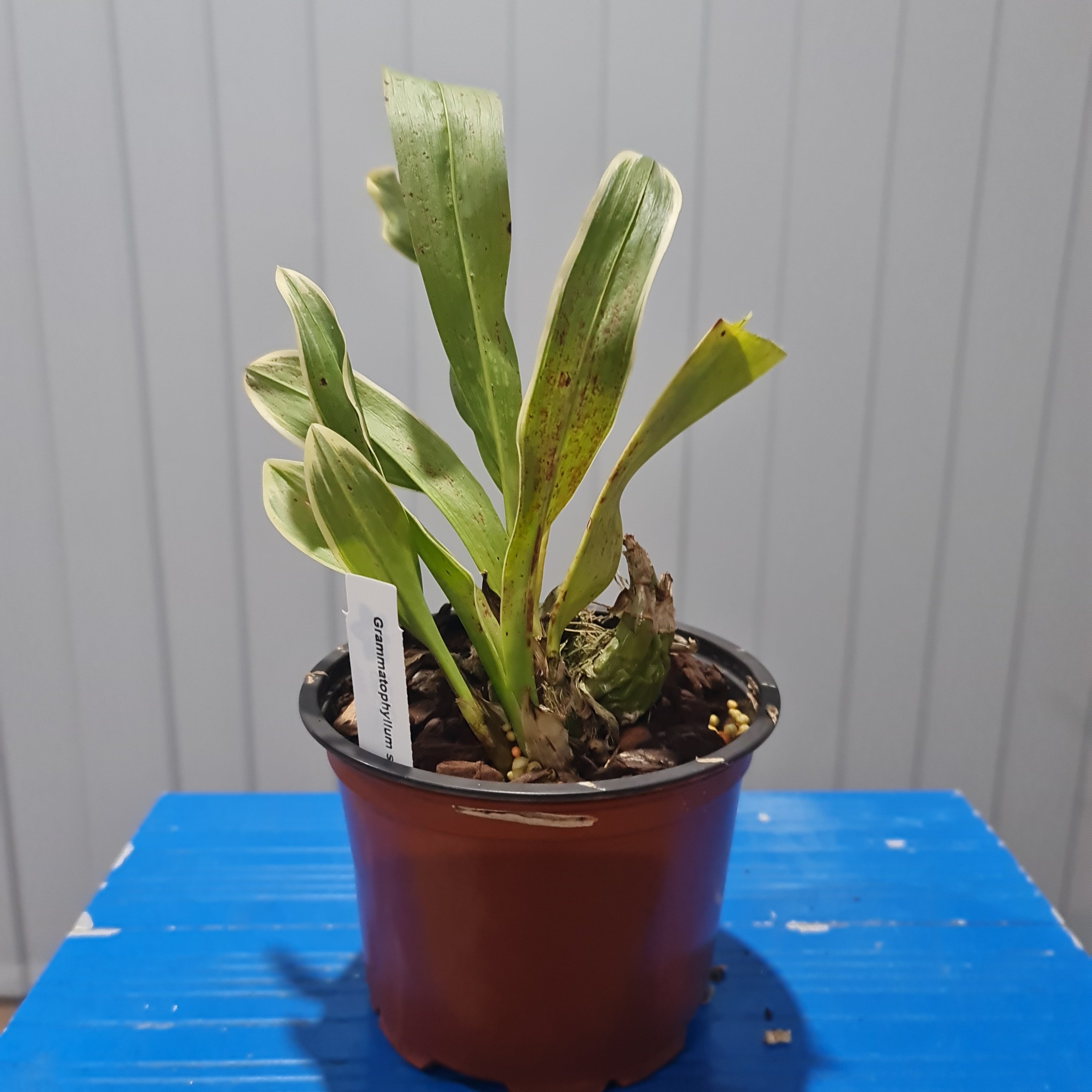 Grammatophyllum scriptum var. alba (RARE VARIEGATED FOILAGE) Secondary image