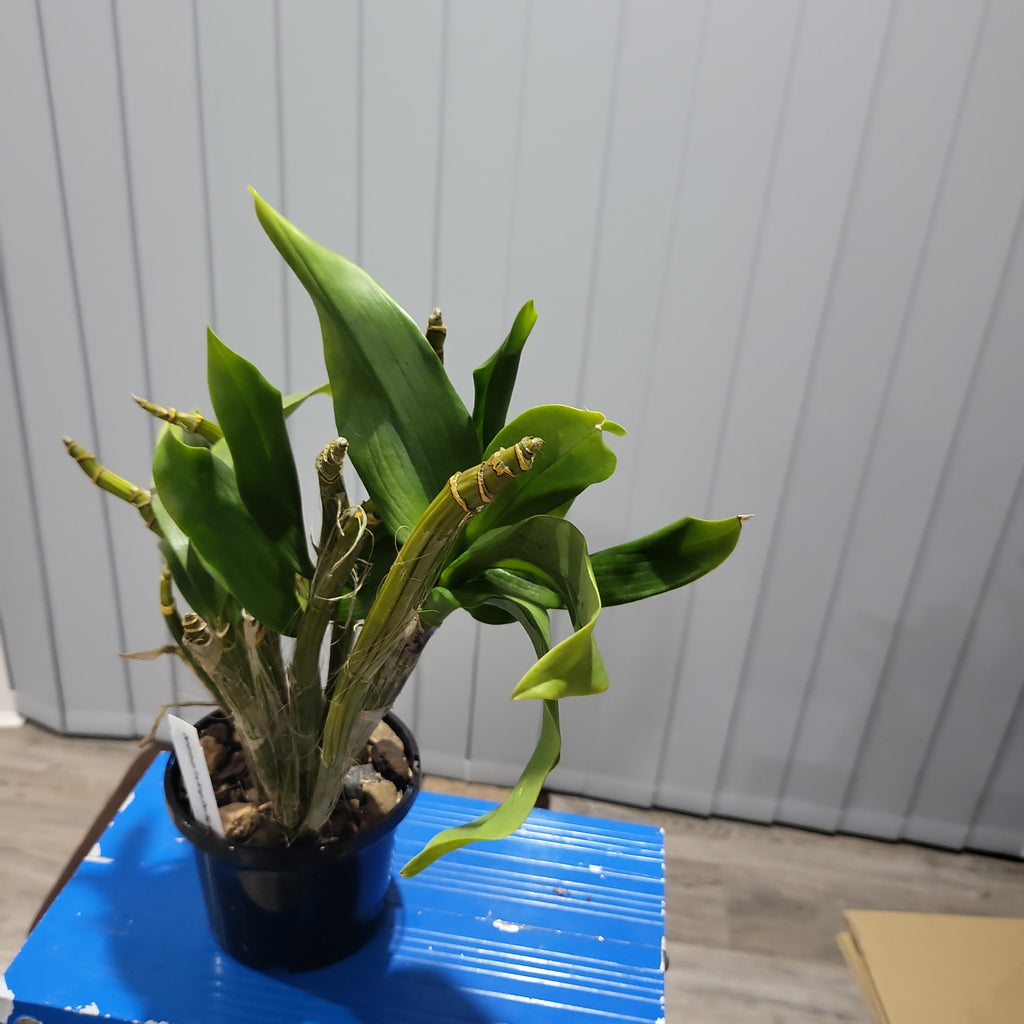 Dendrobium Fire Wings (Den. Big Alex × Den. Silver Wings) VERY RARE VARIETY