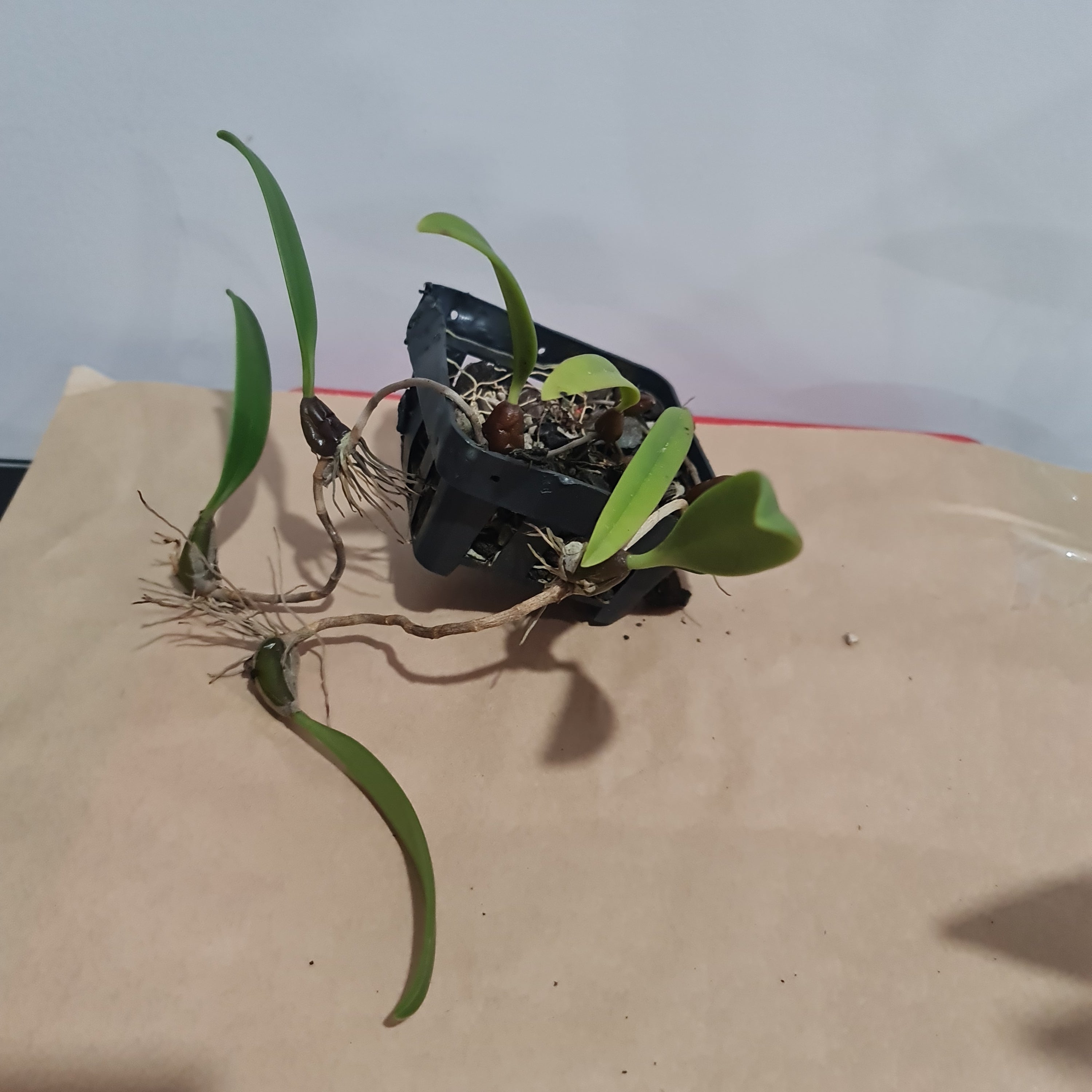 Bulbophyllum spathulatum (Miniature) Secondary image