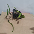 Bulbophyllum spathulatum (Miniature)