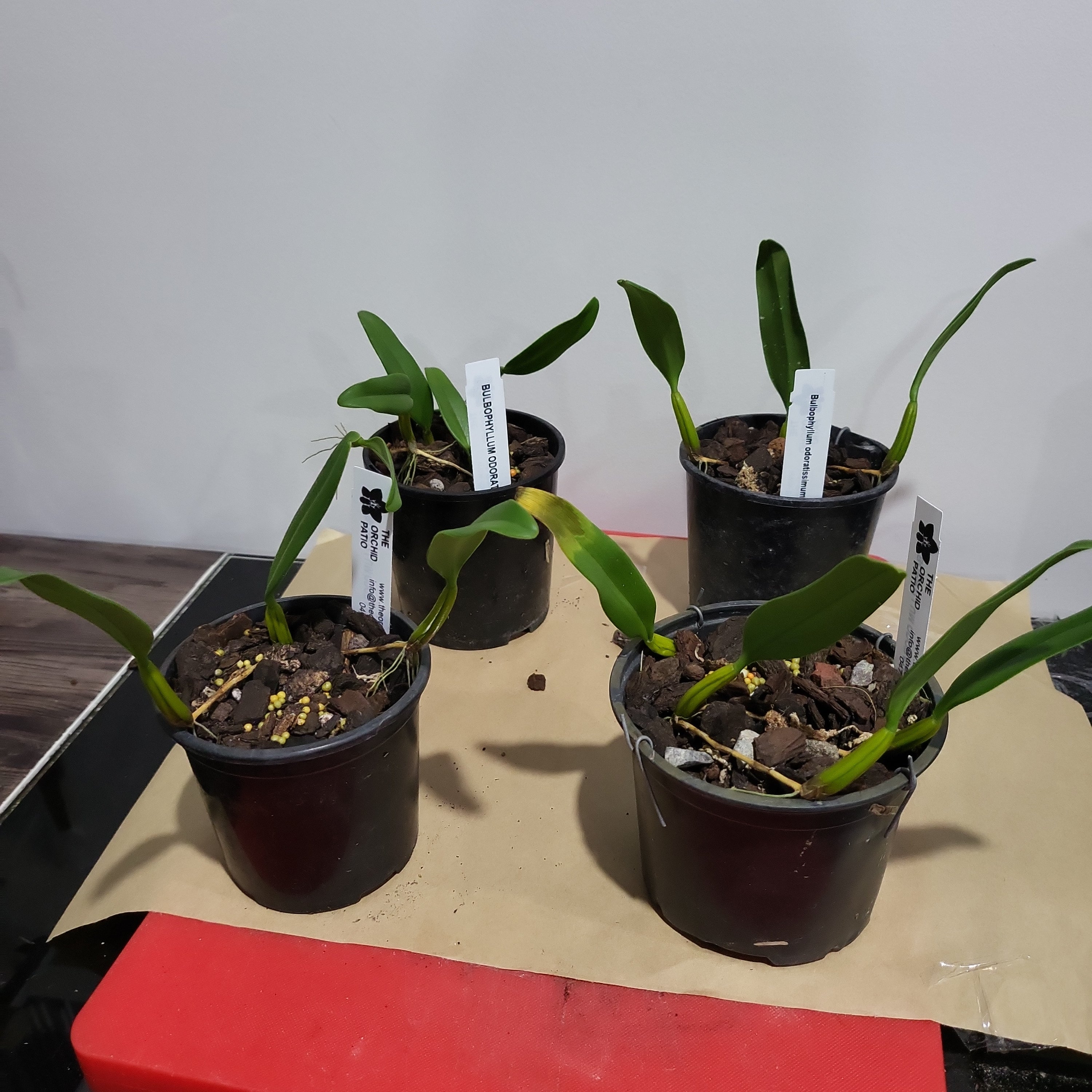 Bulbophyllum Odoratissimum 'Alba' (Fragrant Species) Secondary image
