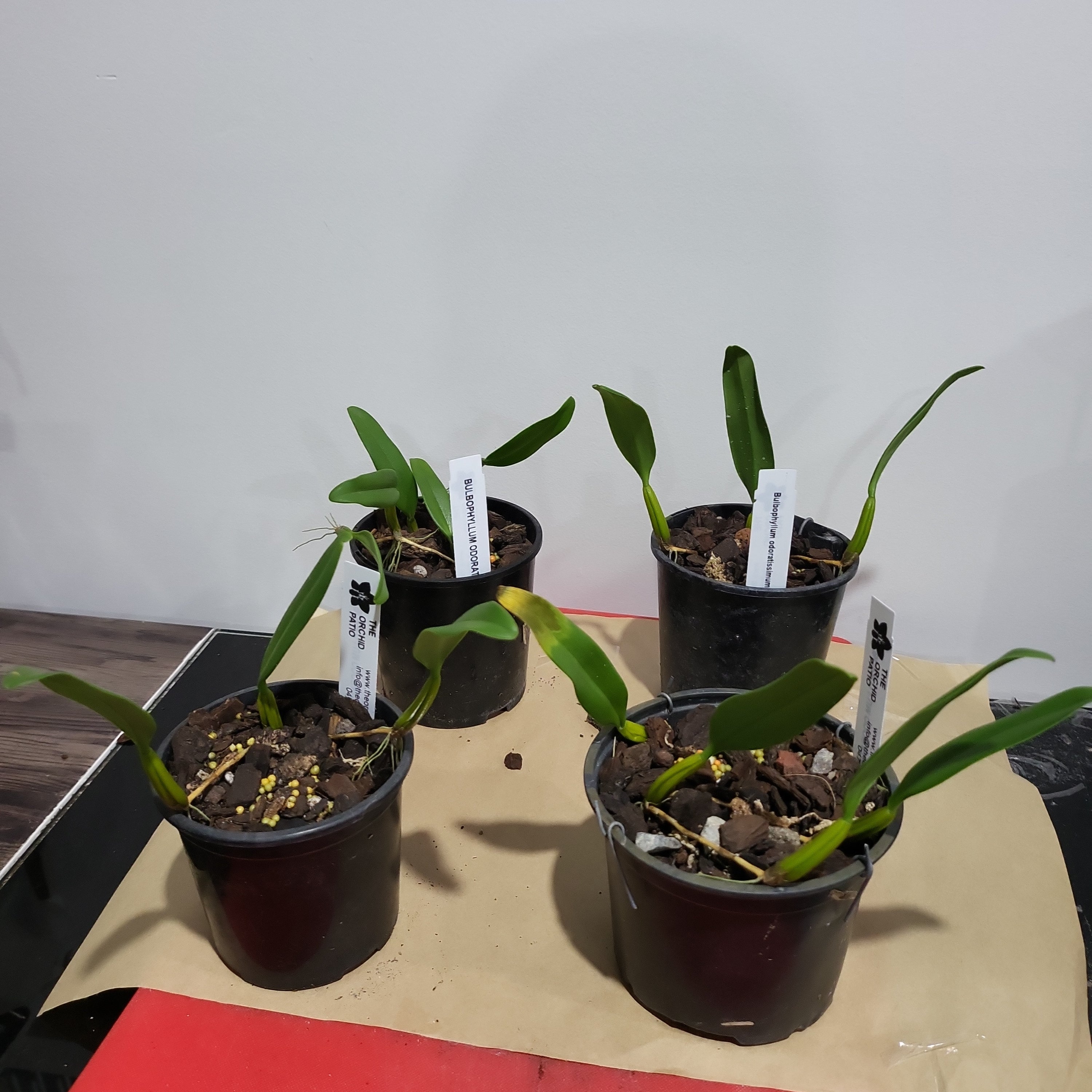 Bulbophyllum Odoratissimum 'Alba' (Fragrant Species)