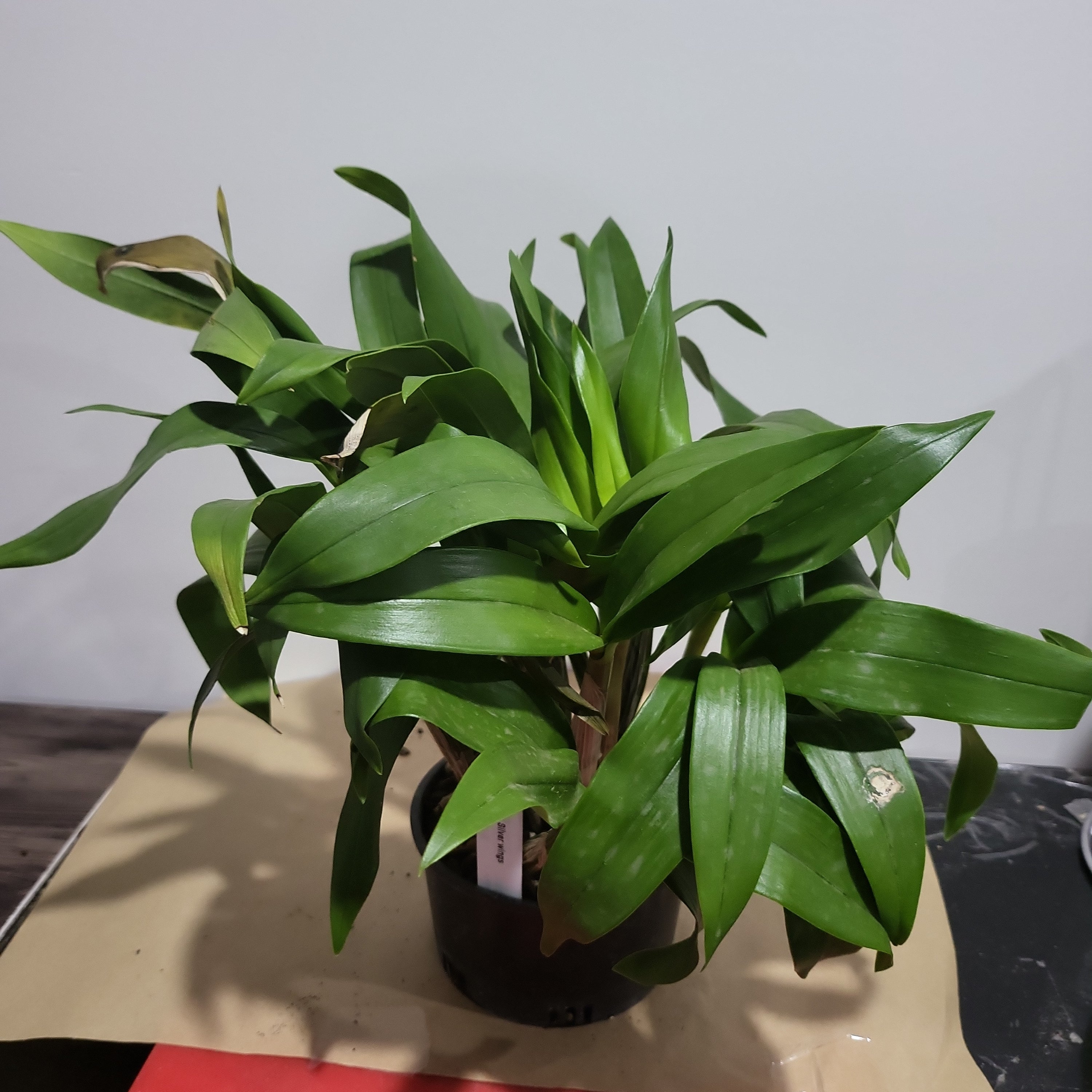 Dendrobium Silver Wings Secondary image