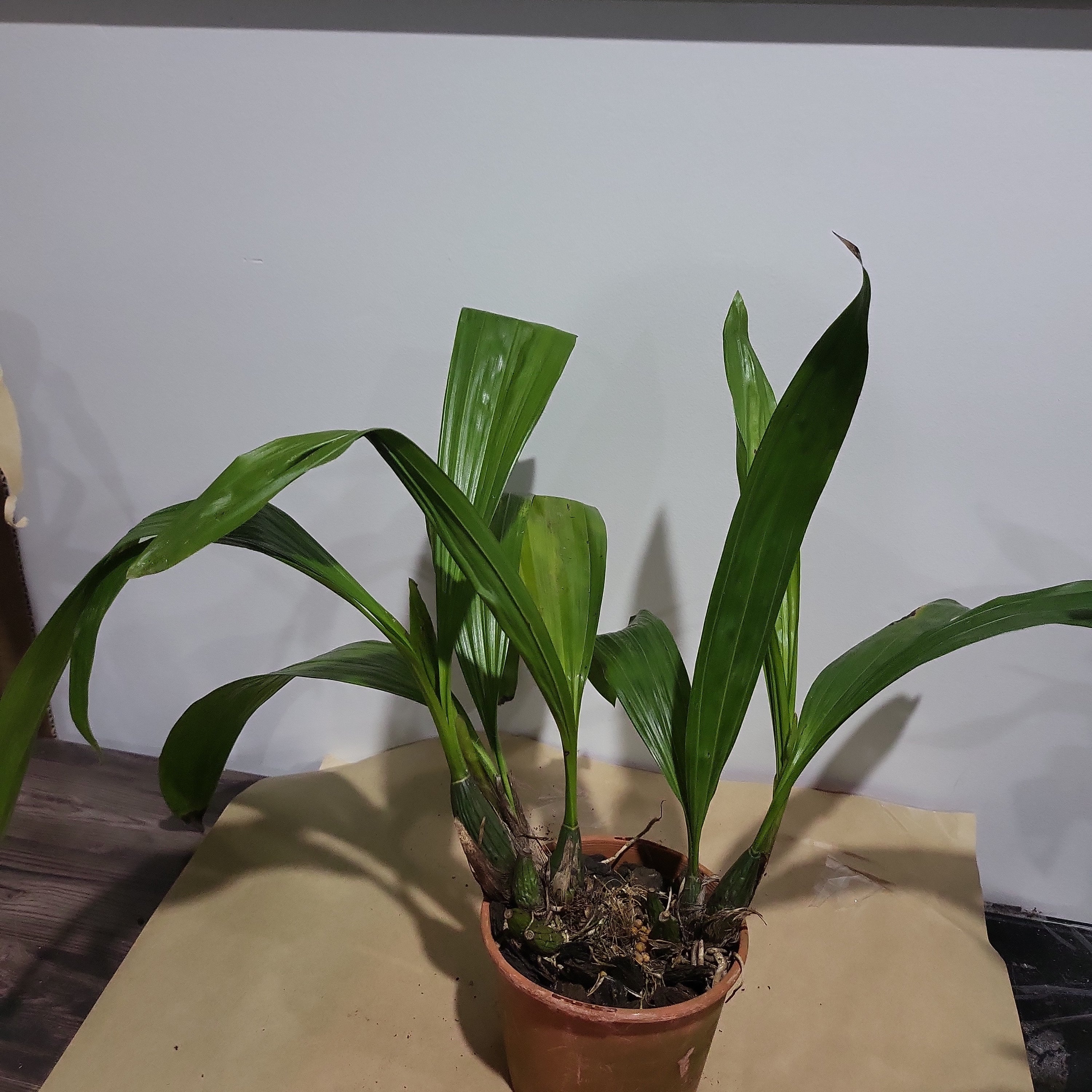 Coelia Triptera (Fragrant Species From America) Secondary image
