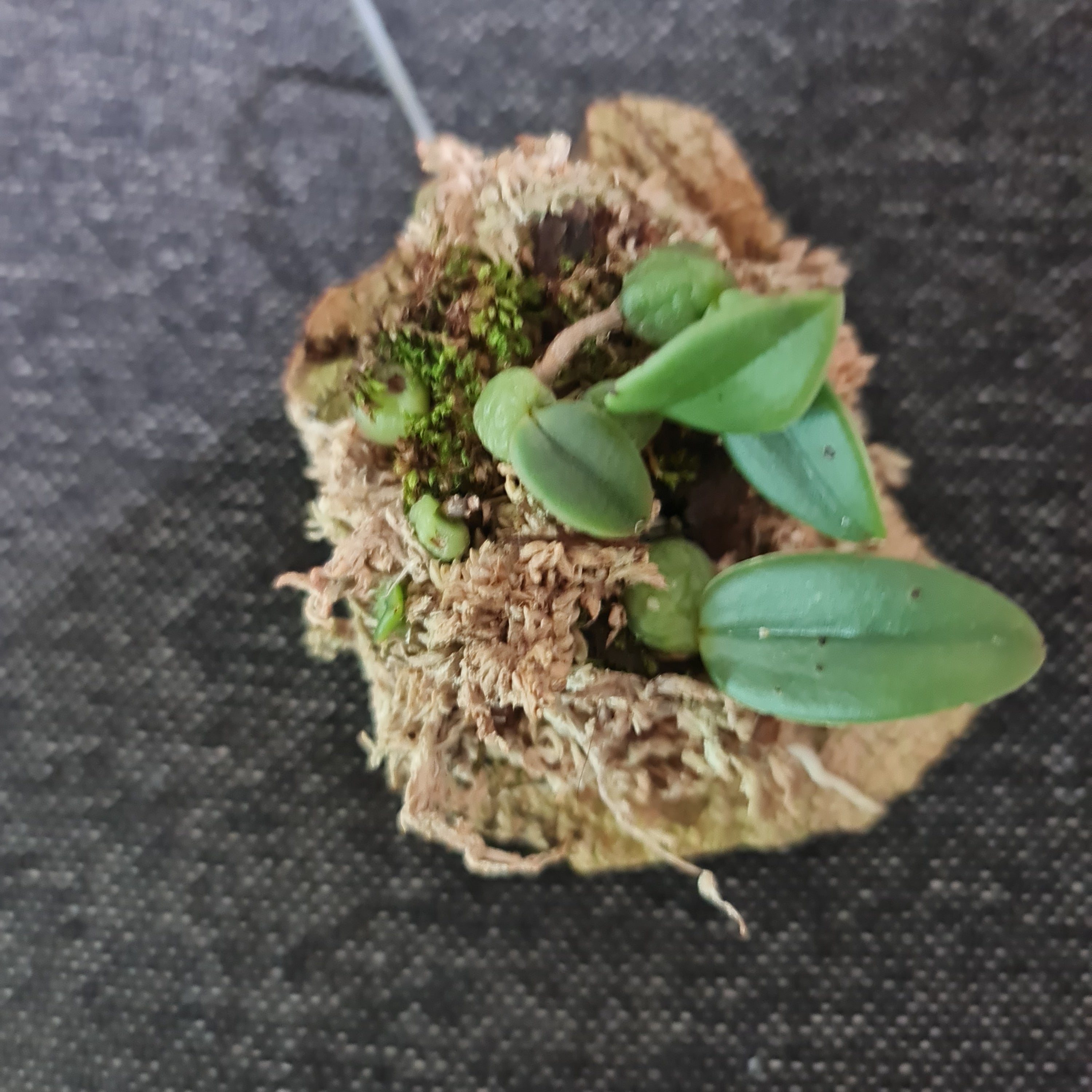Bulbophyllum (Trias) cambodianum Secondary image