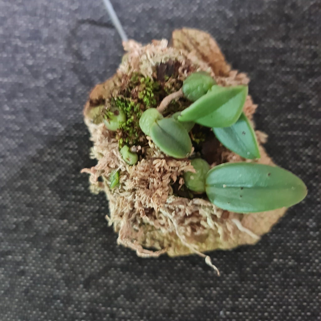 Bulbophyllum (Trias) cambodianum
