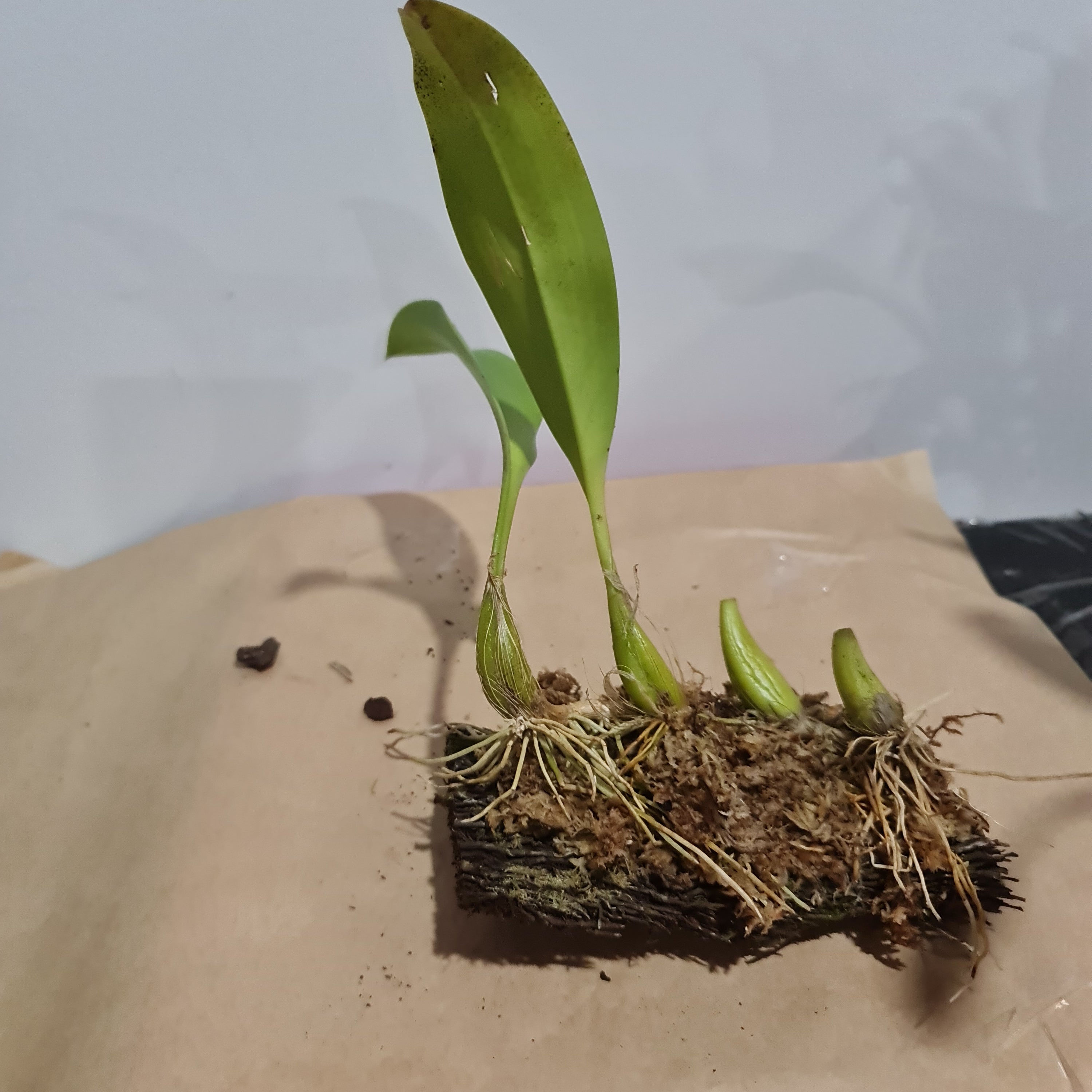 BULBOPHYLLUM POLYSTICTUM/ LOBBII (Fragrant) Secondary image