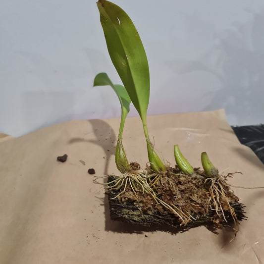 BULBOPHYLLUM POLYSTICTUM/ LOBBII (Fragrant)