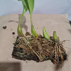 BULBOPHYLLUM POLYSTICTUM/ LOBBII (Fragrant)