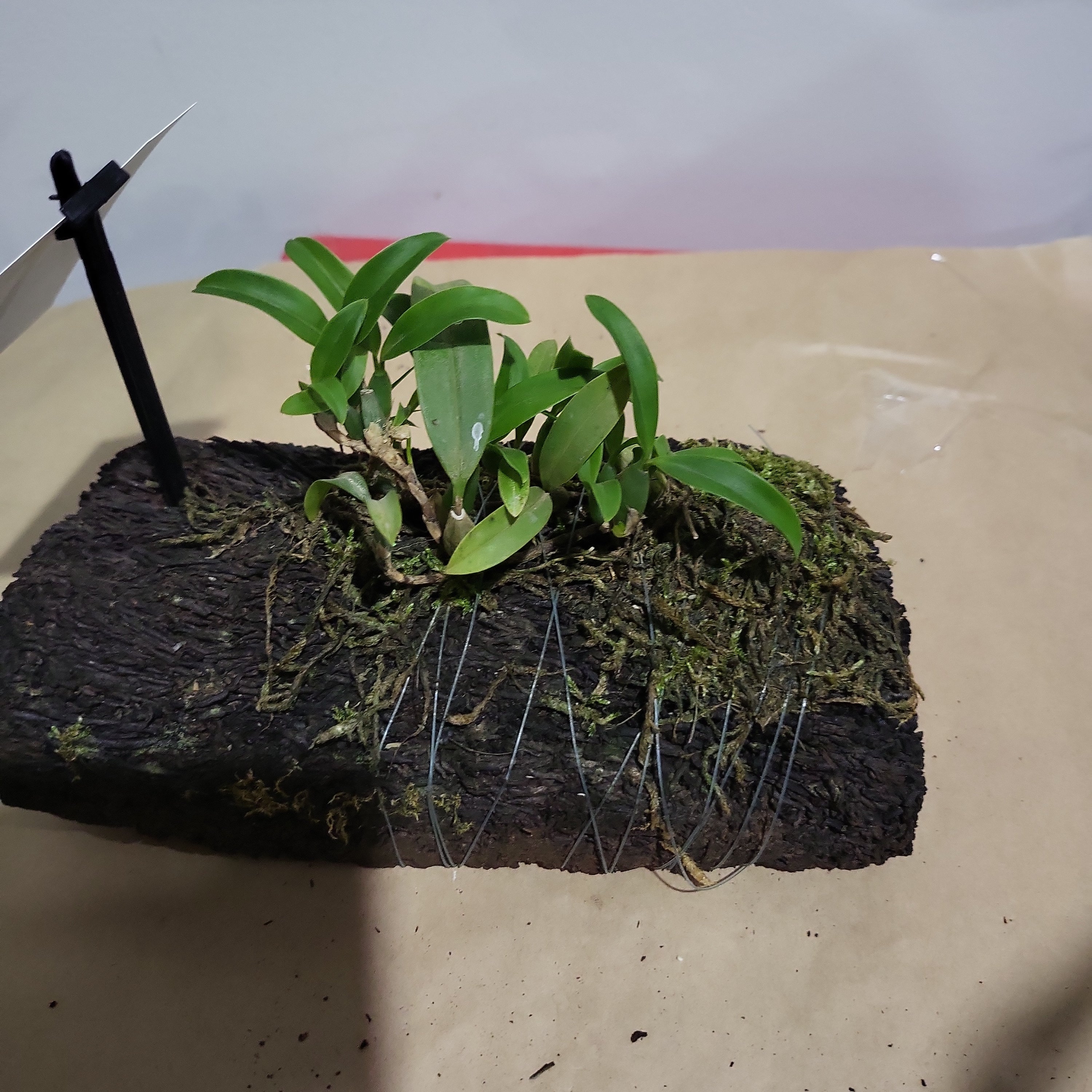 Coelogyne fimbriata 'Alba' Secondary image