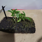 Coelogyne fimbriata 'Alba'