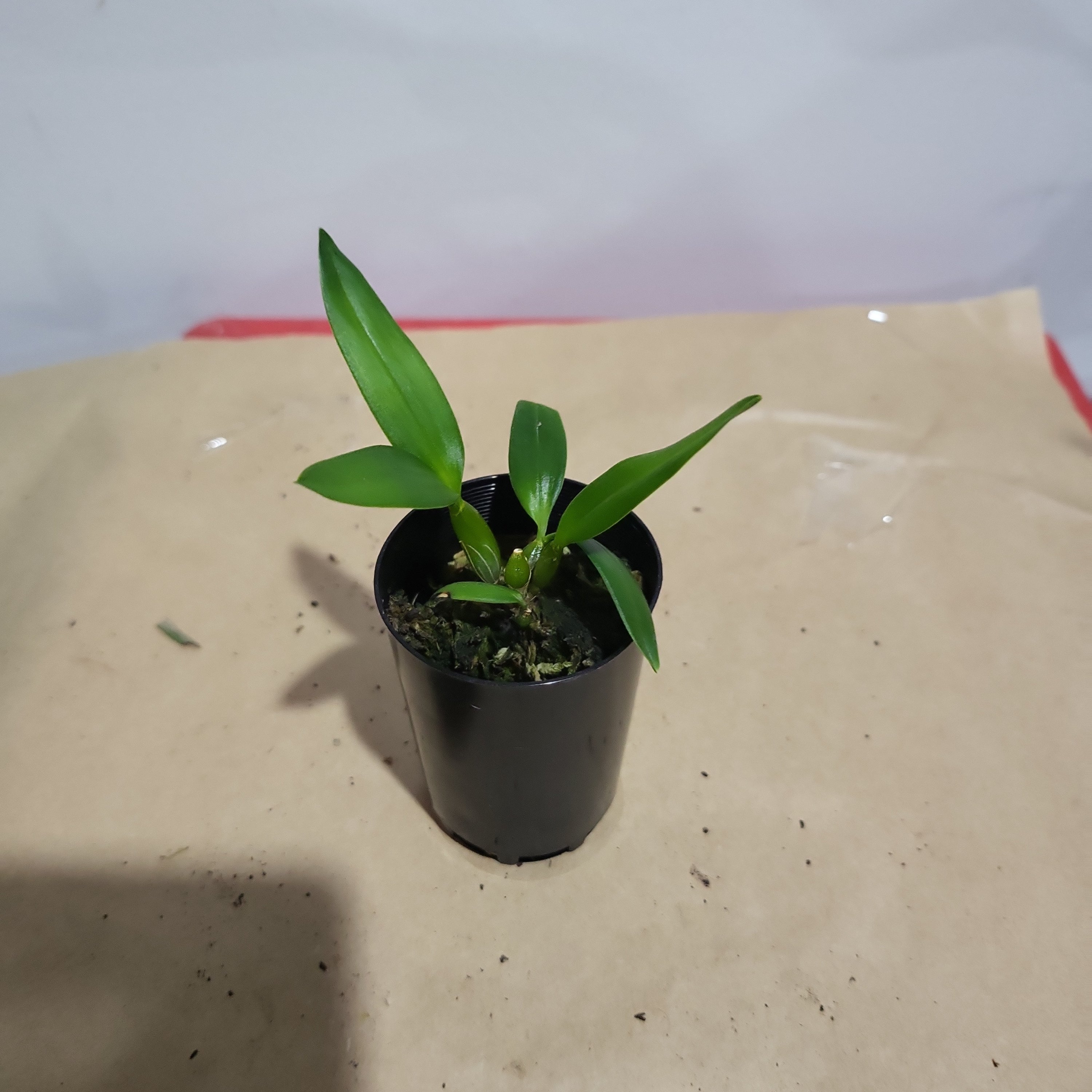 Dendrobium atroviolaceum (Rare Species of Papua New Guinea)