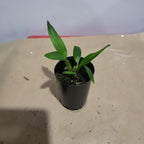 Dendrobium atroviolaceum (Rare Species of Papua New Guinea)