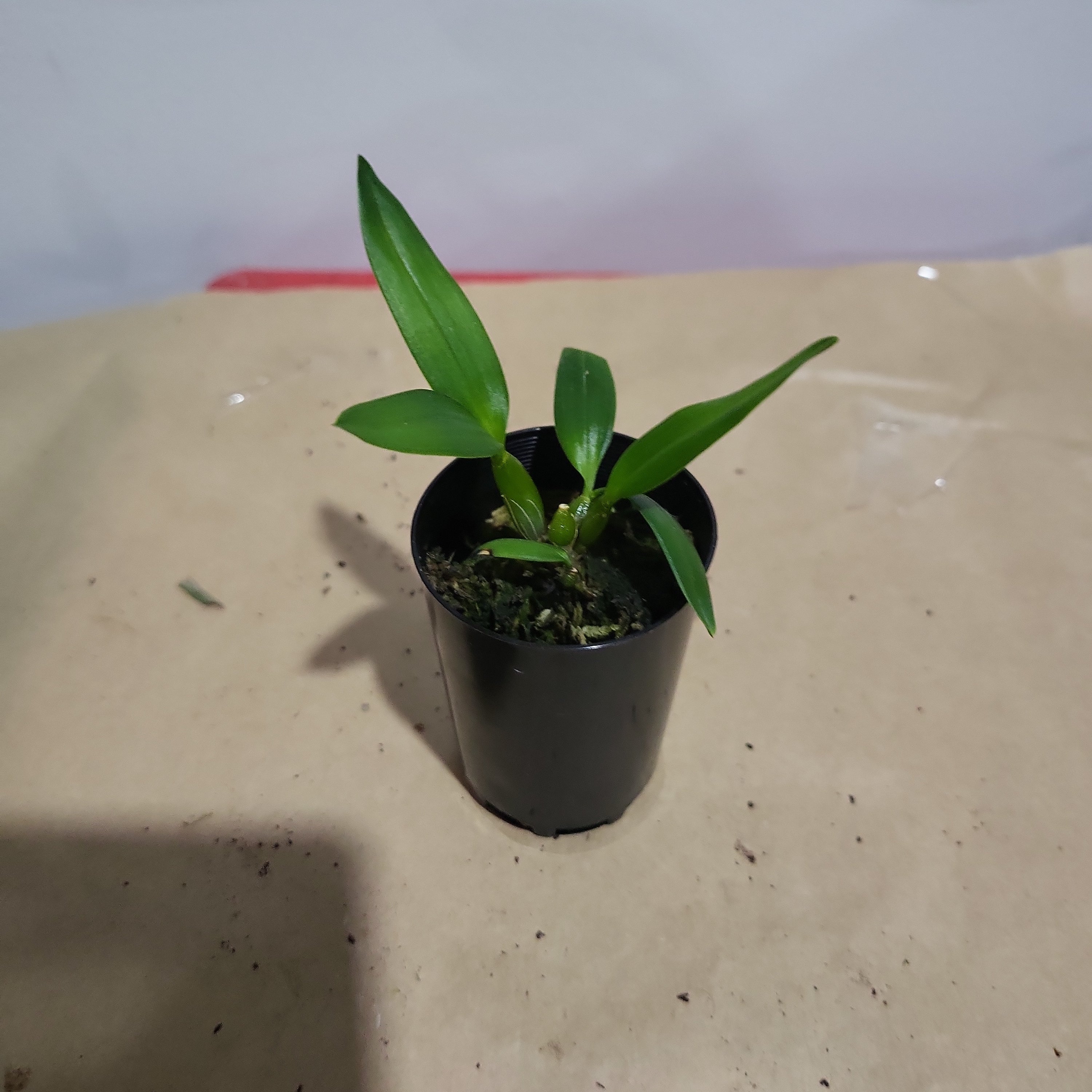 Dendrobium atroviolaceum (Rare Species of Papua New Guinea)