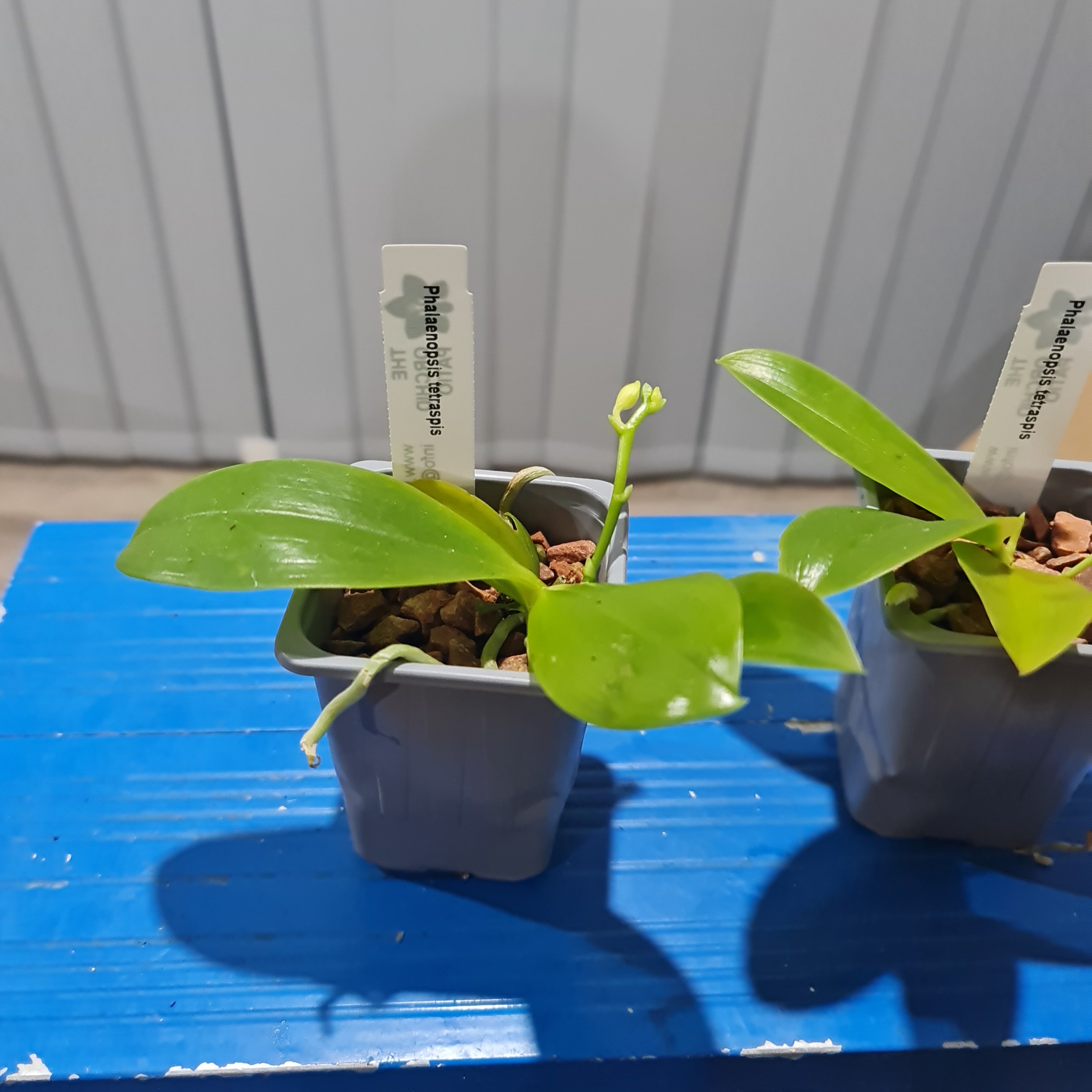 IN SPIKE! - Phalaenopsis tetraspis (syn. speciosa) FRAGRANT SPECIES Secondary image
