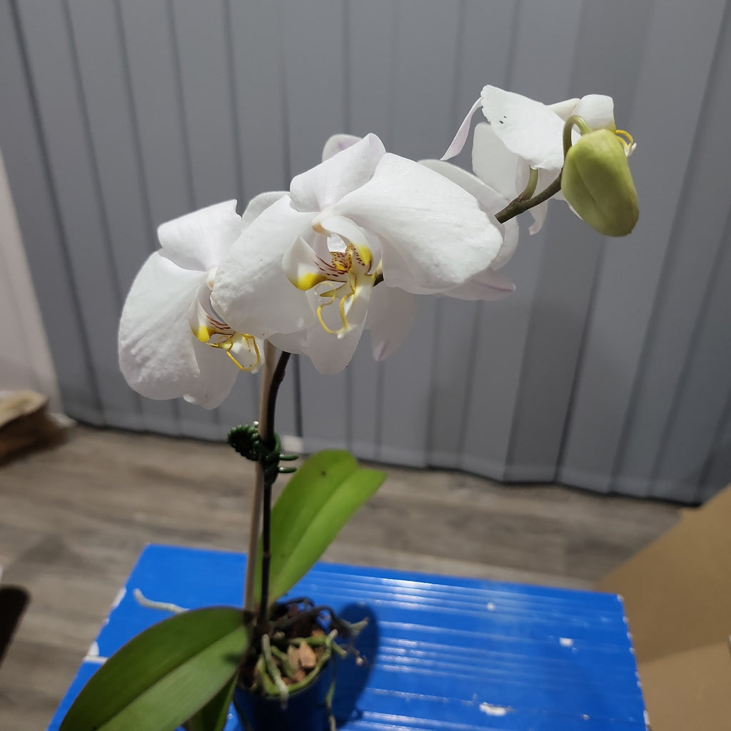 IN FLOWER! - Phalaenopsis amabilis (East Indian Butterfly Orchid)