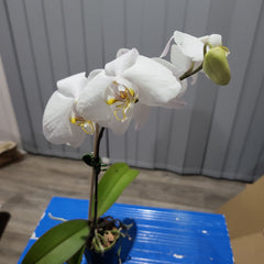IN FLOWER! - Phalaenopsis amabilis (East Indian Butterfly Orchid)