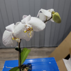 IN FLOWER! - Phalaenopsis amabilis (East Indian Butterfly Orchid)
