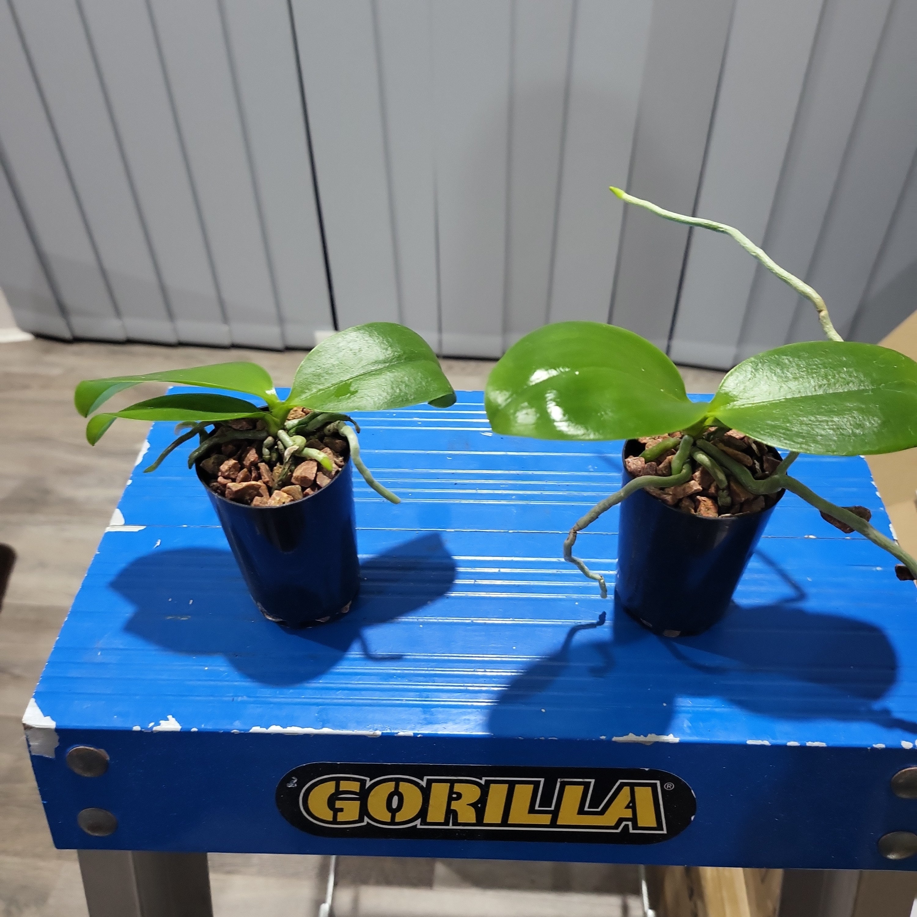 Phalaenopsis venosa (RARE) Secondary image