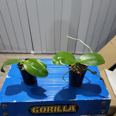 Phalaenopsis venosa (RARE)