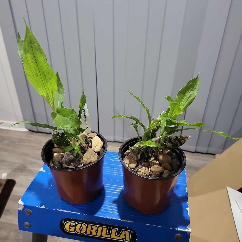 Chysis bractescens (Rare Fragrant Species)