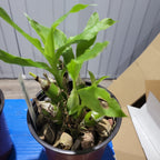 Chysis bractescens (Rare Fragrant Species)