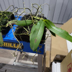 Robiquetia spathulata (RARE SPECIES)