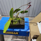 IN FLOWER! Bulbophyllum Romulan (Bulbophyllum romyi × Bulbophyllum longiflorum)