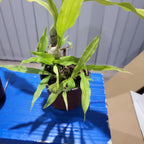 Chysis limminghei (IN BUDS - FLOWERING)  RARE SPECIES