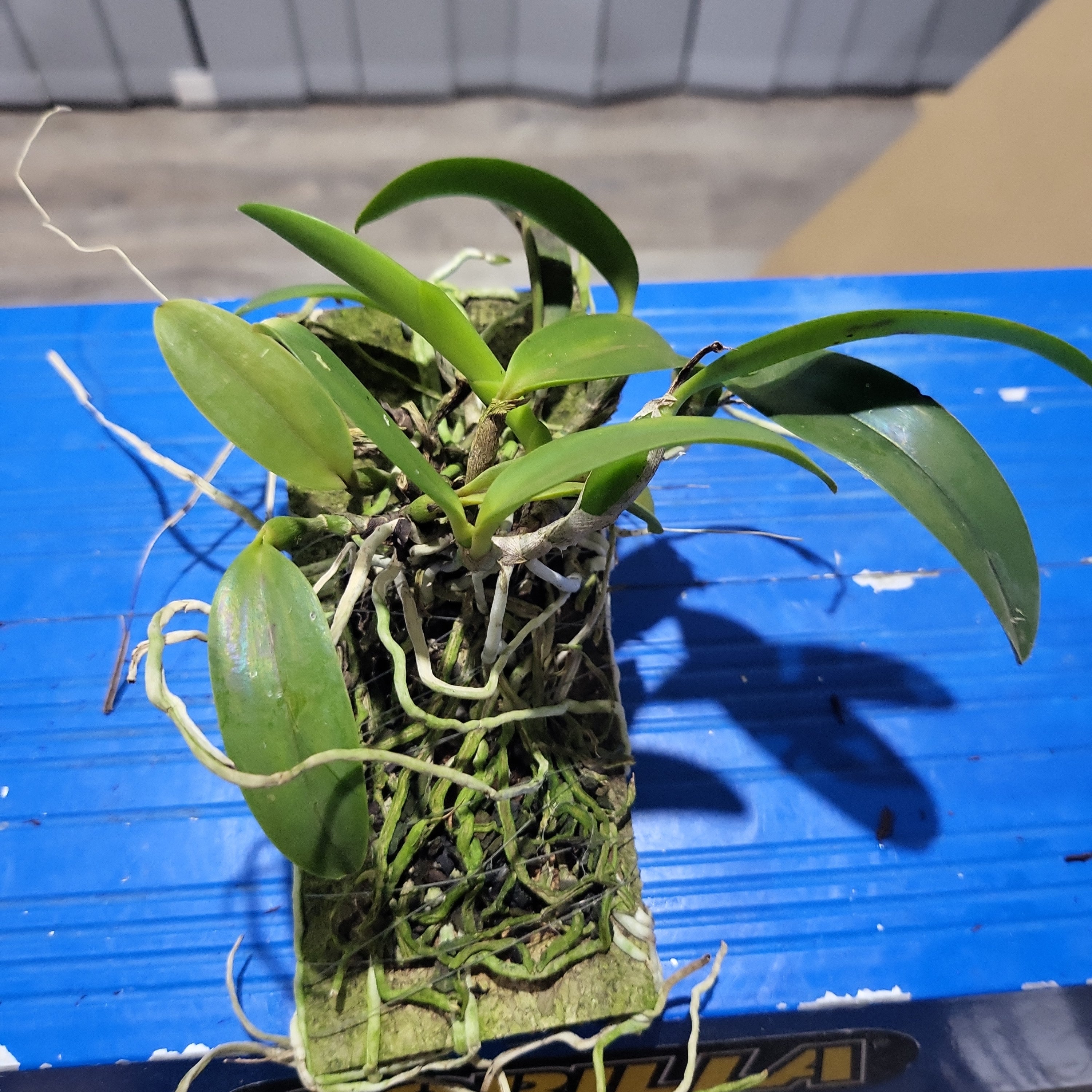 Laelia dayana (Syn. Cattleya bicalhoi)