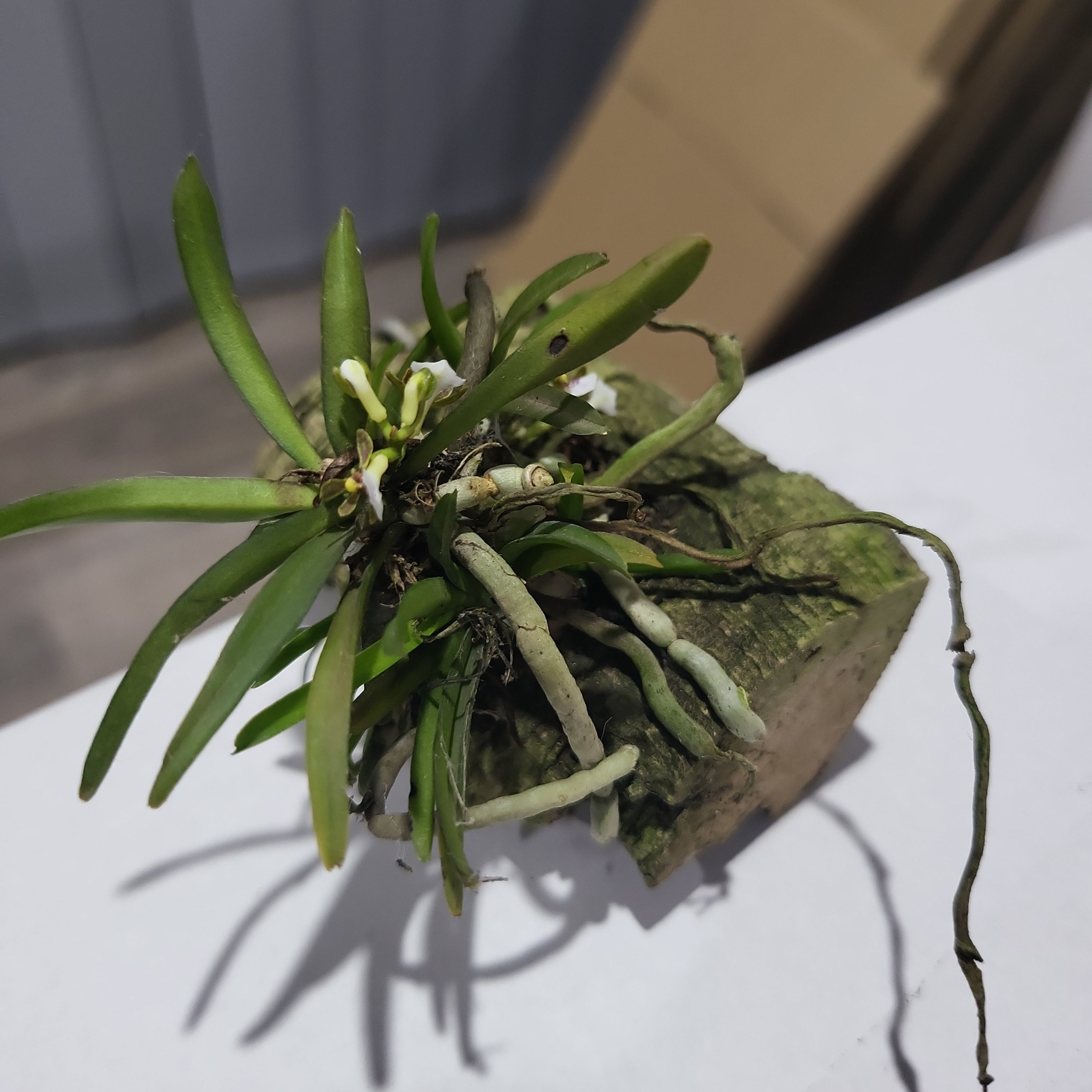 Trichoglottis triflora (FLOWERING SPECIES) Secondary image