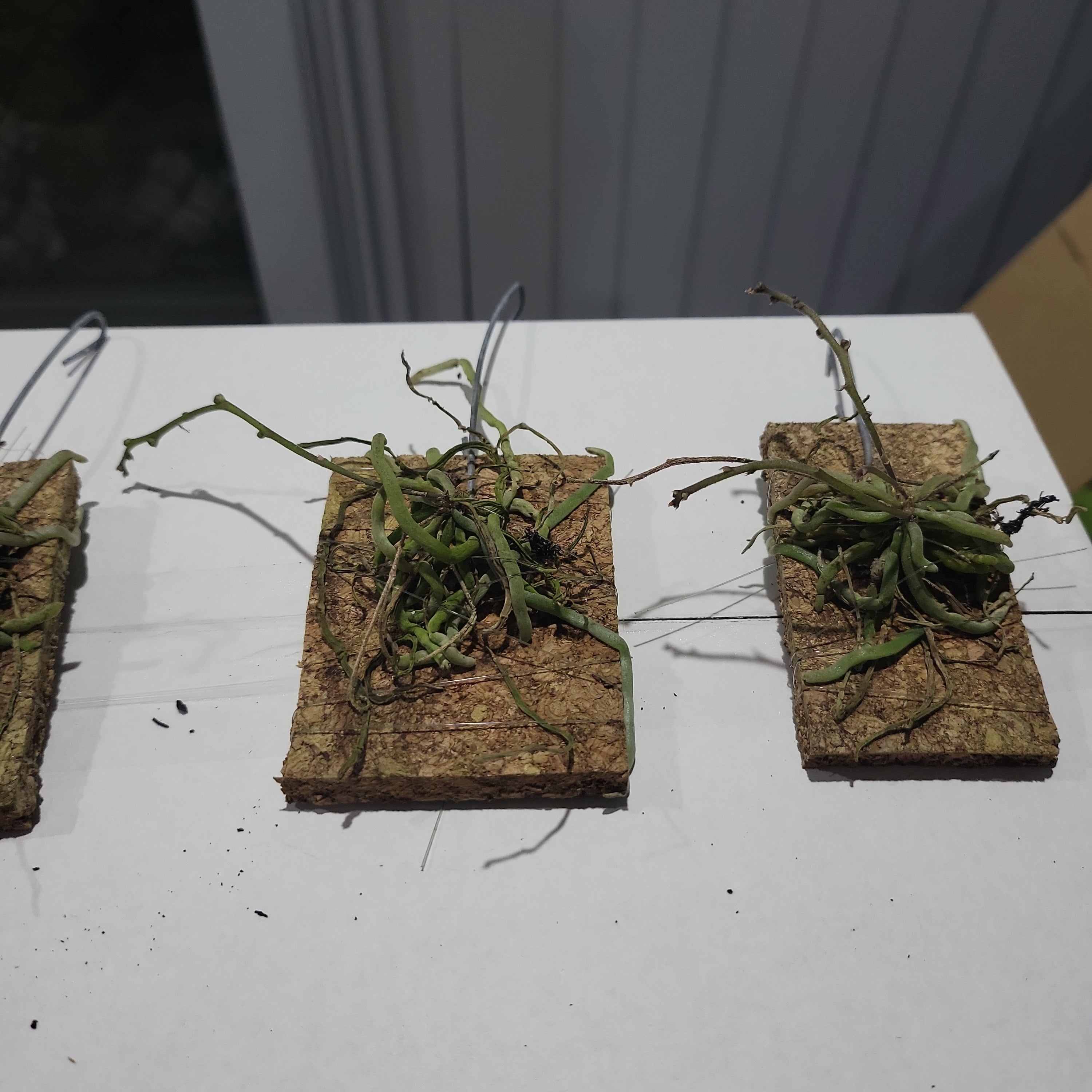 IN SPIKES! - Chiloschista viridiflora (leafless orchid)