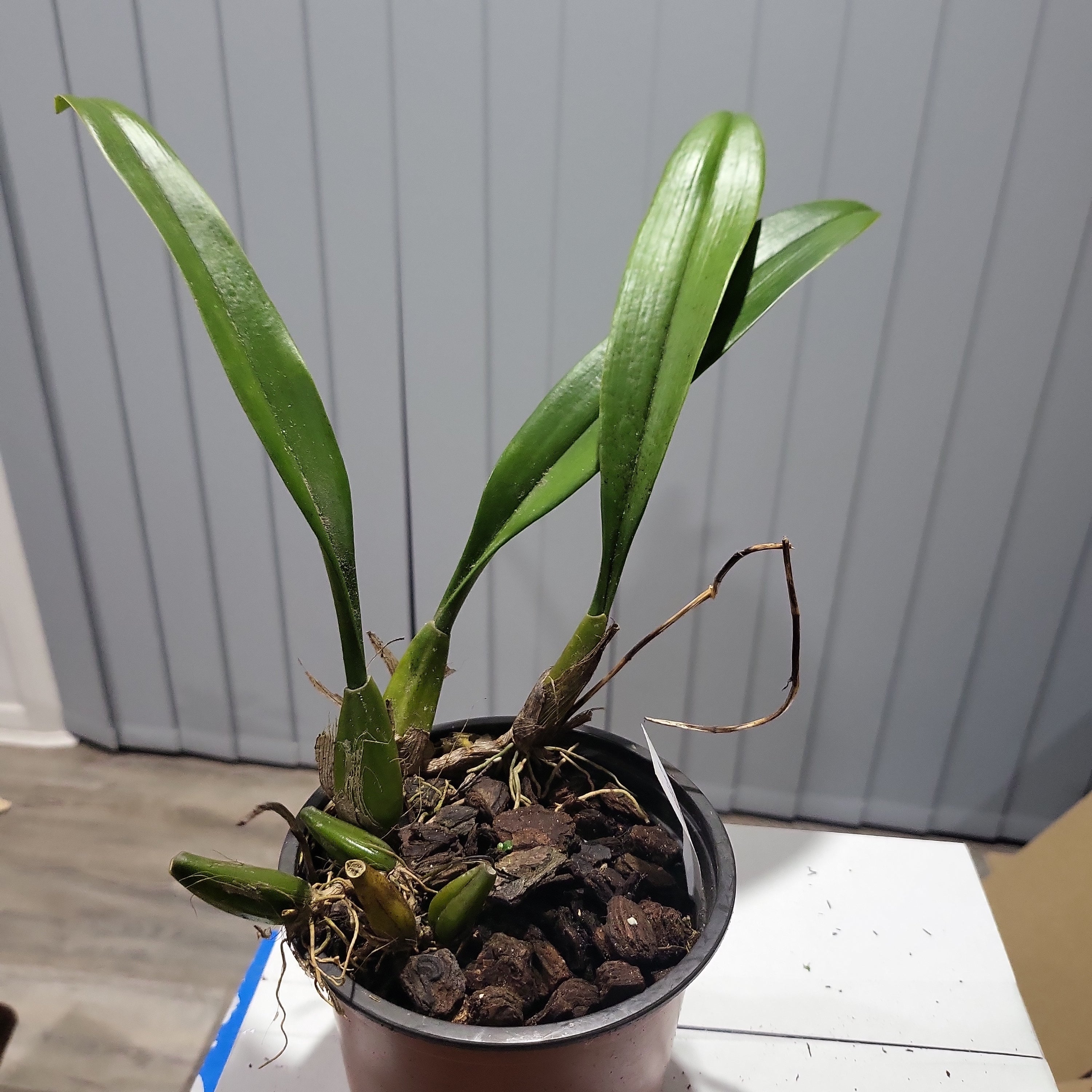 Bulbophyllum Longissimum (Fragrant) Secondary image