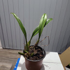 Bulbophyllum Longissimum (Fragrant)