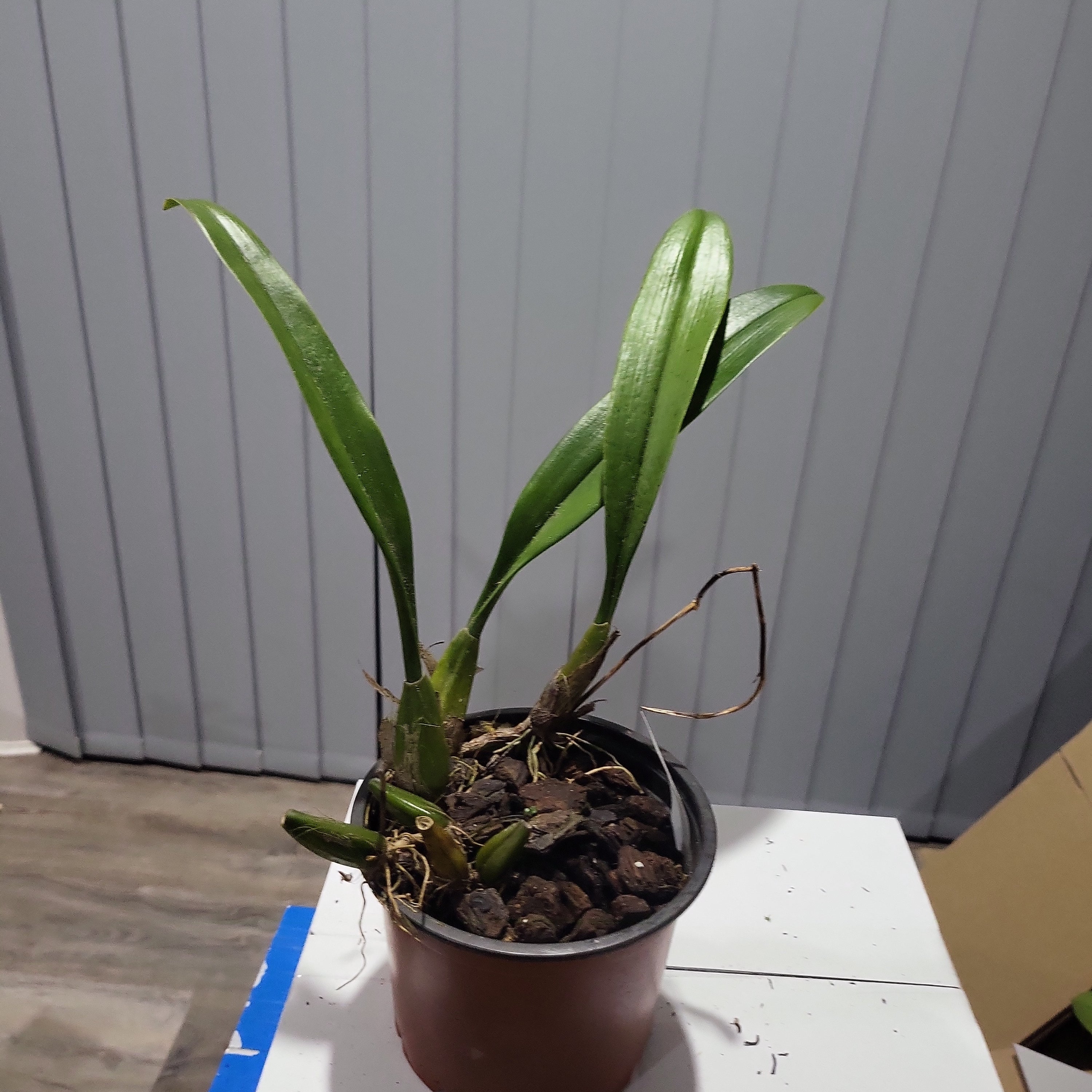 Bulbophyllum Longissimum (Fragrant)