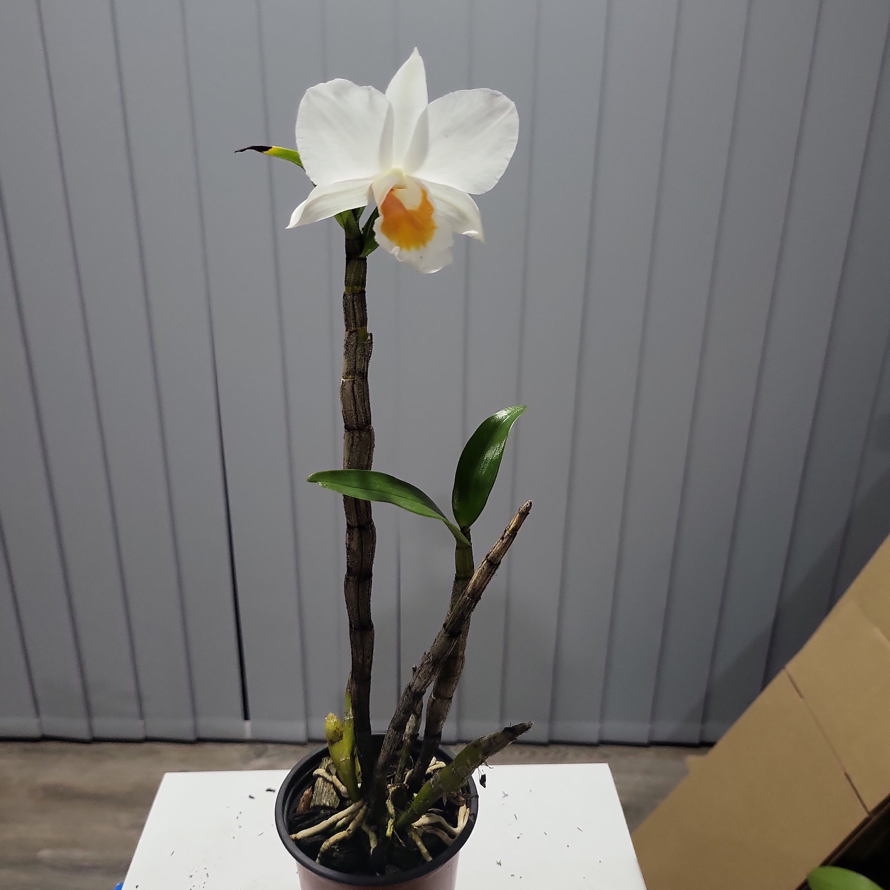 Den. Judith Nakayama (Den. Dawn Maree × Den. Formidible) Secondary image