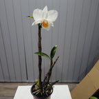 Den. Judith Nakayama (Den. Dawn Maree × Den. Formidible)