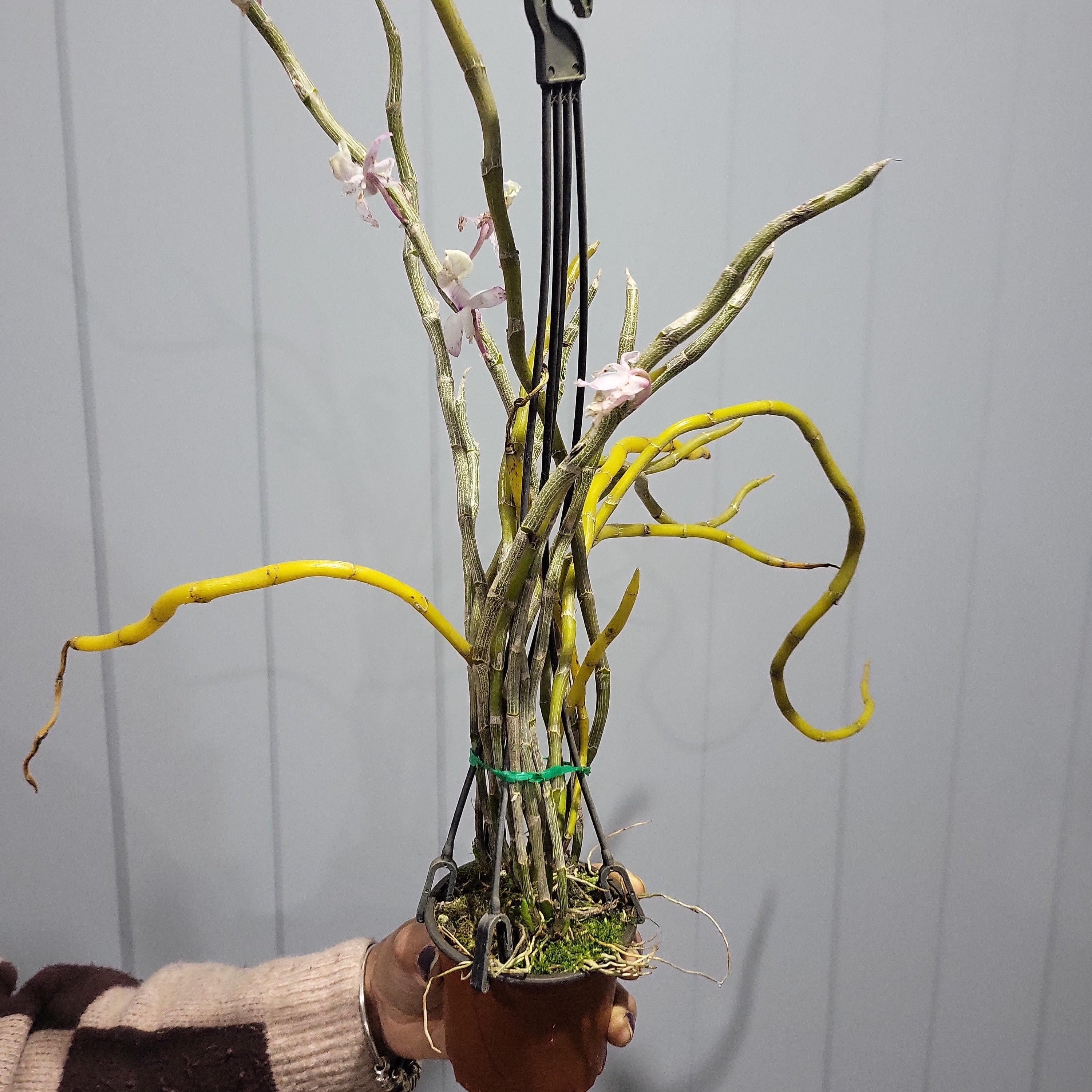Dendrobium primulinum (Fragrant Species) Secondary image
