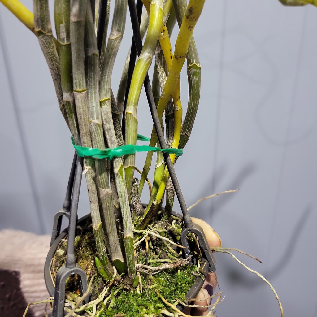 Primulinum Dendrobium primulinum (Fragrant Species) – The Orchid Patio