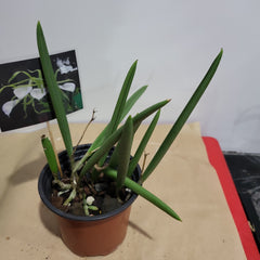 Brassavola Nodosa Fragrant Species