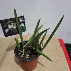 Brassavola Nodosa Fragrant Species