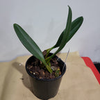 Bulbophyllum Rothschilidianum Dark