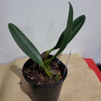 Bulbophyllum Rothschilidianum Dark