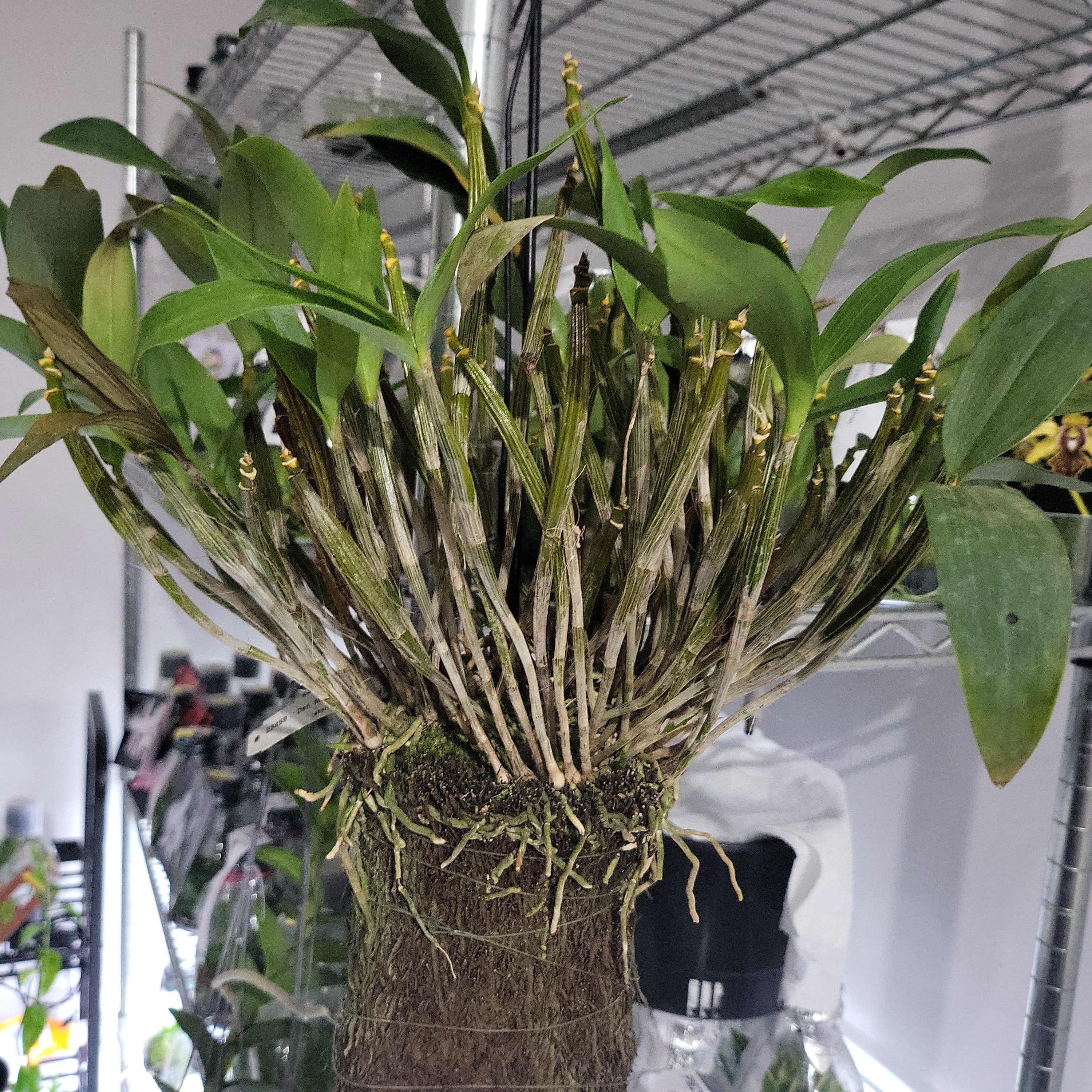 Den. Mini Snowflake (Dendrobium aberrans × Dendrobium johnsoniae) fragrant, latourea