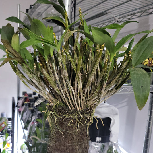 Den. Mini Snowflake (Dendrobium aberrans × Dendrobium johnsoniae) fragrant, latourea
