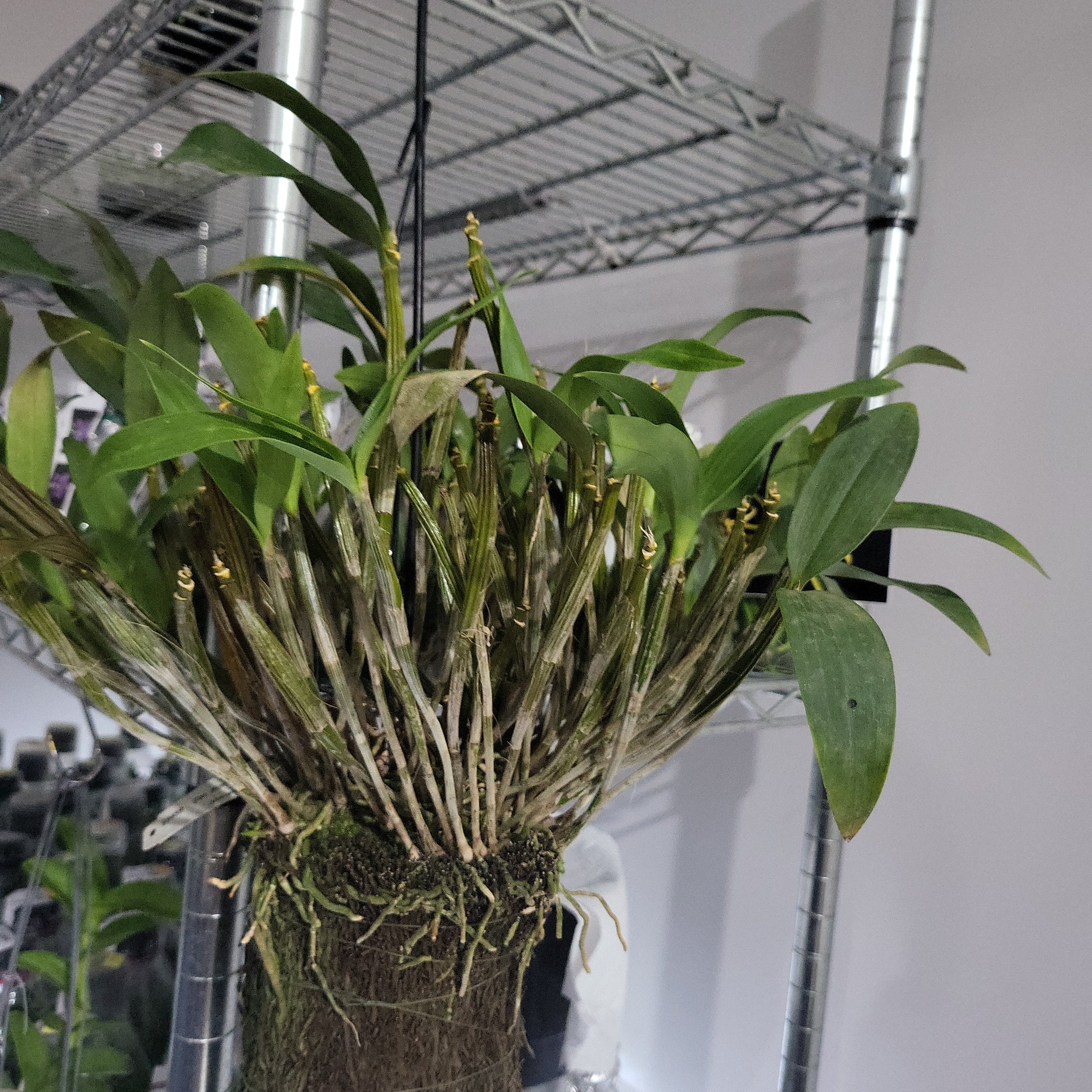 Den. Mini Snowflake (Dendrobium aberrans × Dendrobium johnsoniae) fragrant, latourea