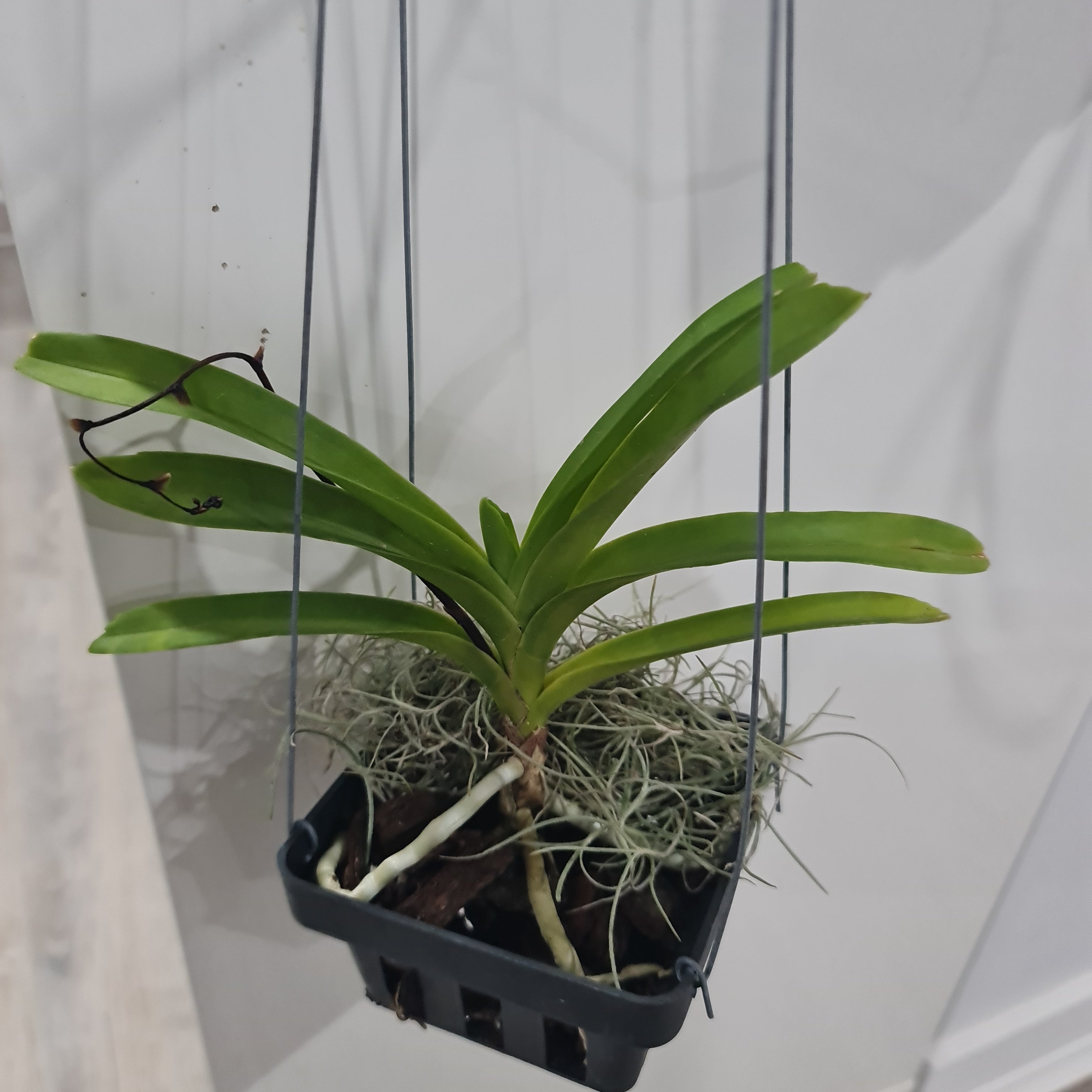 Vanda javierae (Fragrant Species)