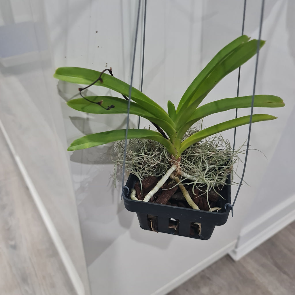 Vanda javierae (Fragrant Species)